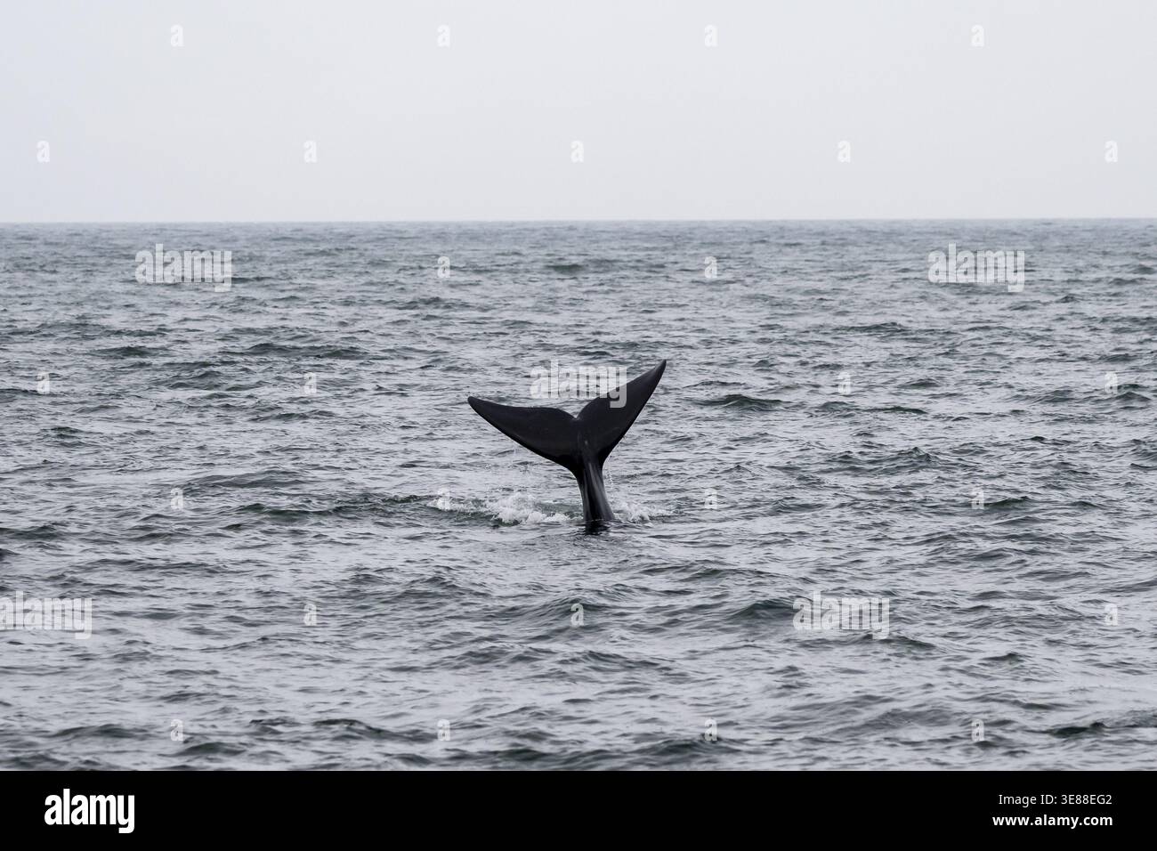 Nordatlantischer Glattwal (Eubalaena glazialis), Flosse aus dem Wasser, Hermanus, Südafrika Stockfoto
