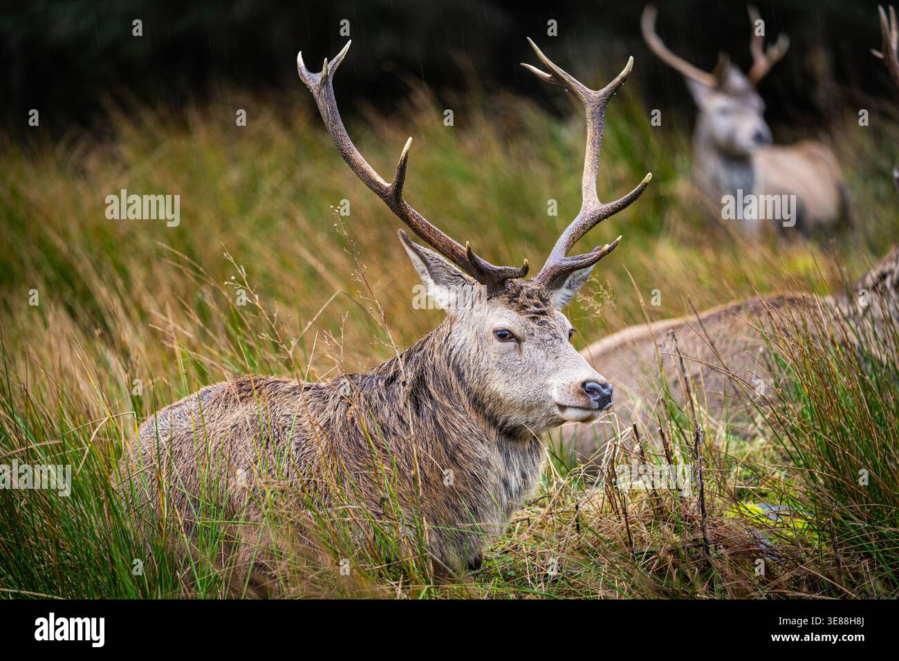 Nahaufnahme eines wilden Rothirsches in der Nähe des Kingshouse Hotels in Glencoe, Scottish Highlands, Schottland. Stockfoto