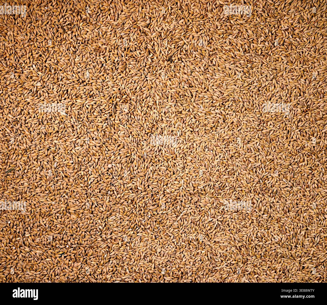 Ansicht von Gerstenkörnern, Korn, Hintergrund, Makro, Braugerste, Futtermittel Stockfoto
