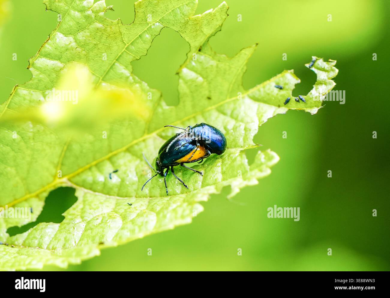 Paarungsblattkäfer auf einem gekauen grünen Blatt. Chrysomeliden. Insekten hautnah in der Natur. Stockfoto