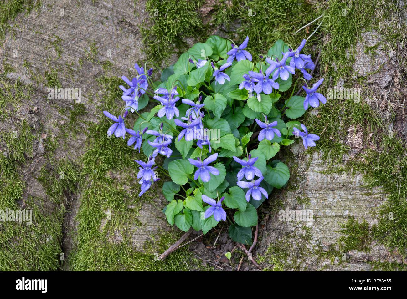 Süße Violette, Viola odorata, auf einem Baumstamm Stockfoto