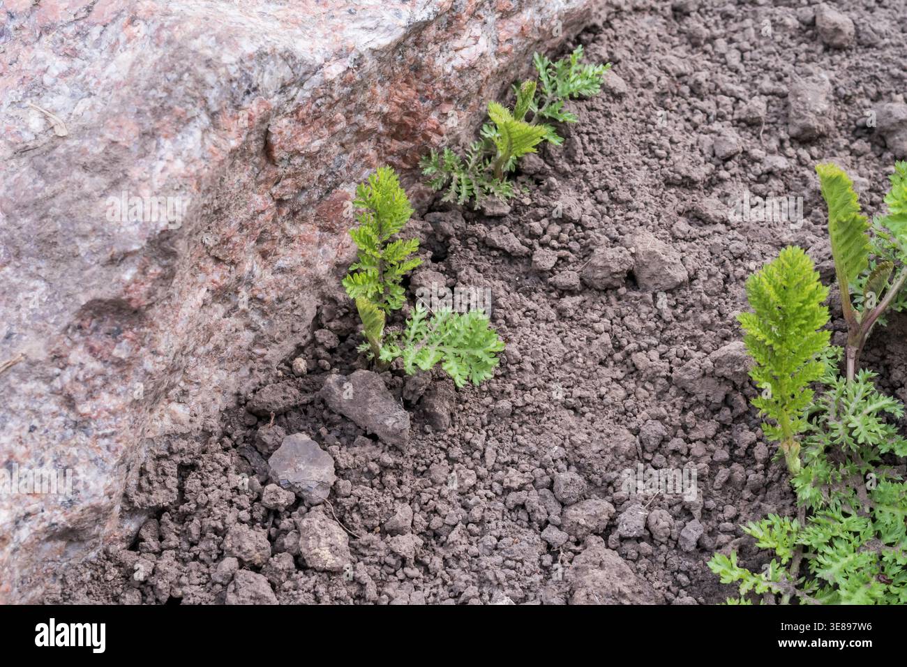 Zierpflanzenzucht im Boden für den alpinen Steingarten. Landschaftsdesign, dekorative Gartengestaltung und Gartenbepflanzung im Freien. Stockfoto