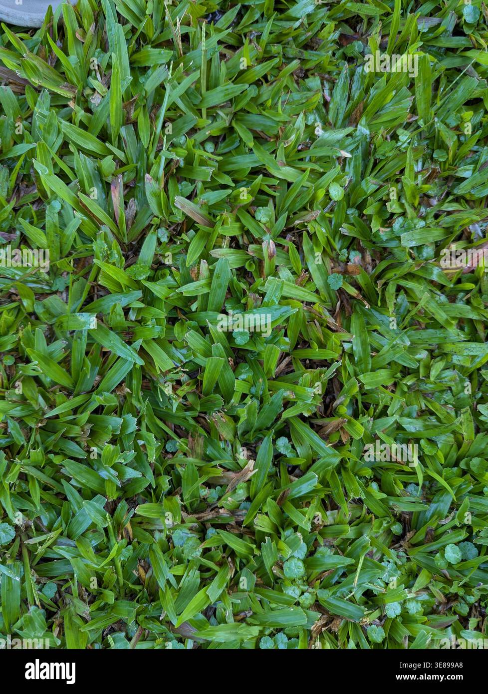 Frisches Grünes Gras Feld Nahaufnahme Natürliche Rasen Hintergrund Textur - Smartphone-aufgenommenes Stockfoto