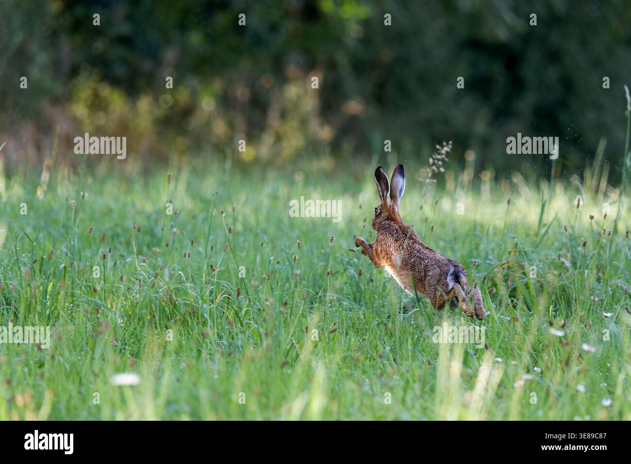 Europäischer Hase (Lepus europaeus) sprintet durch eine grüne Wiese mit Wassertropfen aus dem Gras. Stockfoto