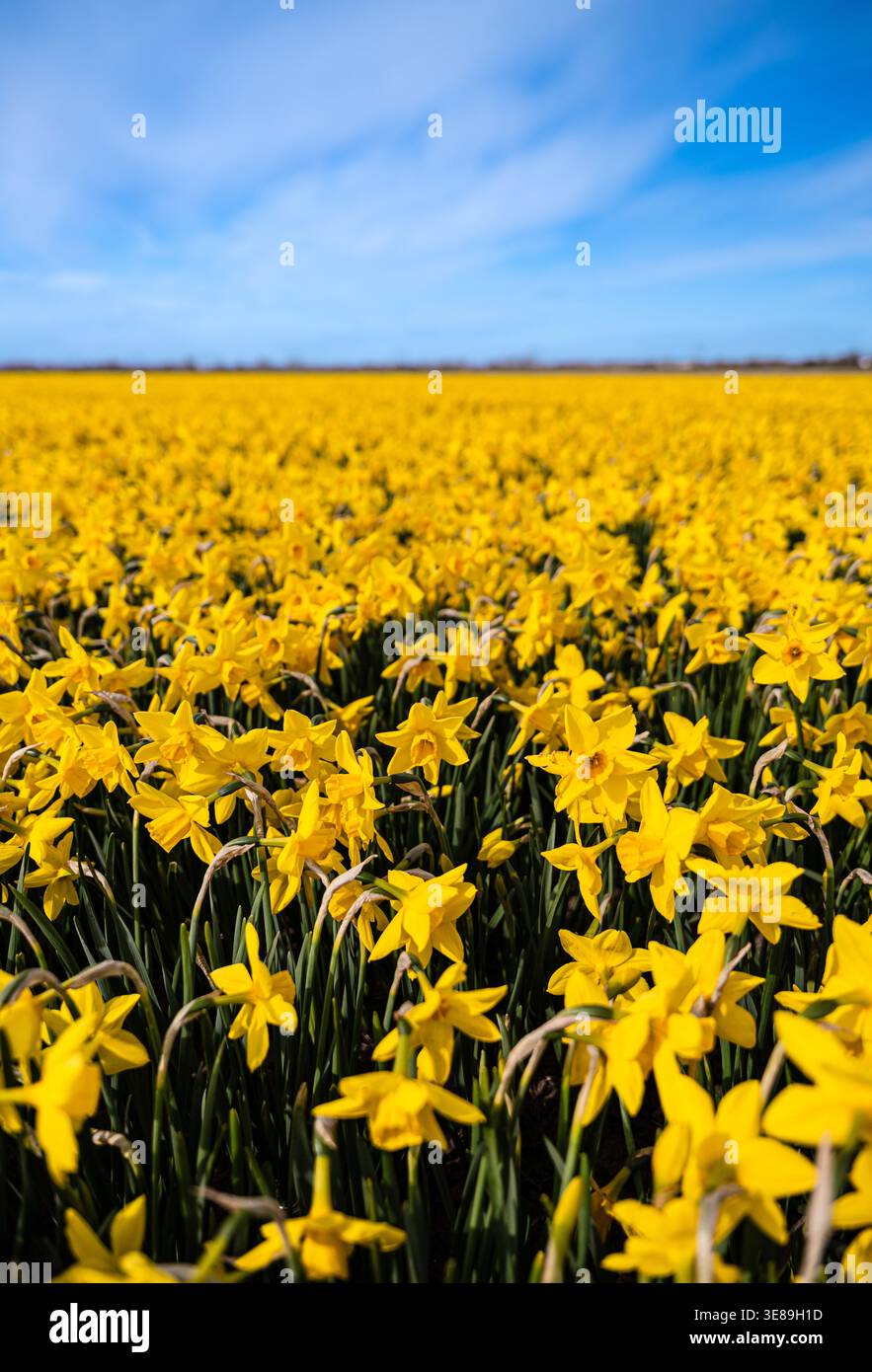 Narzissen-Feld unter blauem Himmel Stockfoto