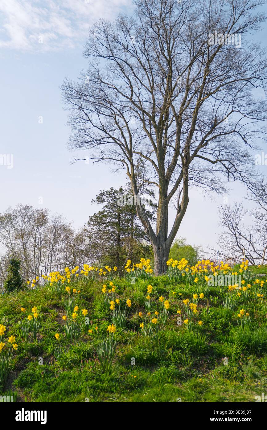 Narzissen-Blüten wachsen auf einem Feld Stockfoto