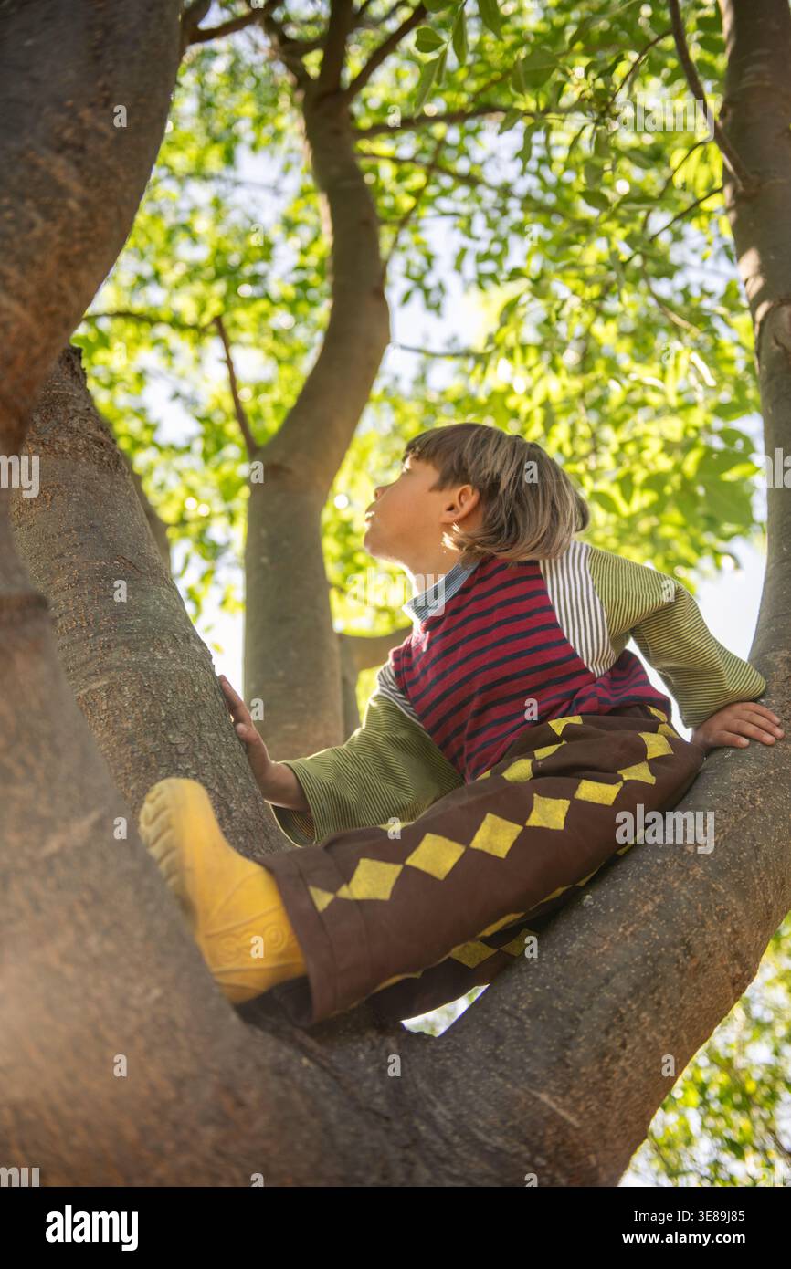 Neugieriger Junge, der im Baum sitzt und den Sunny Sky anblickt Stockfoto