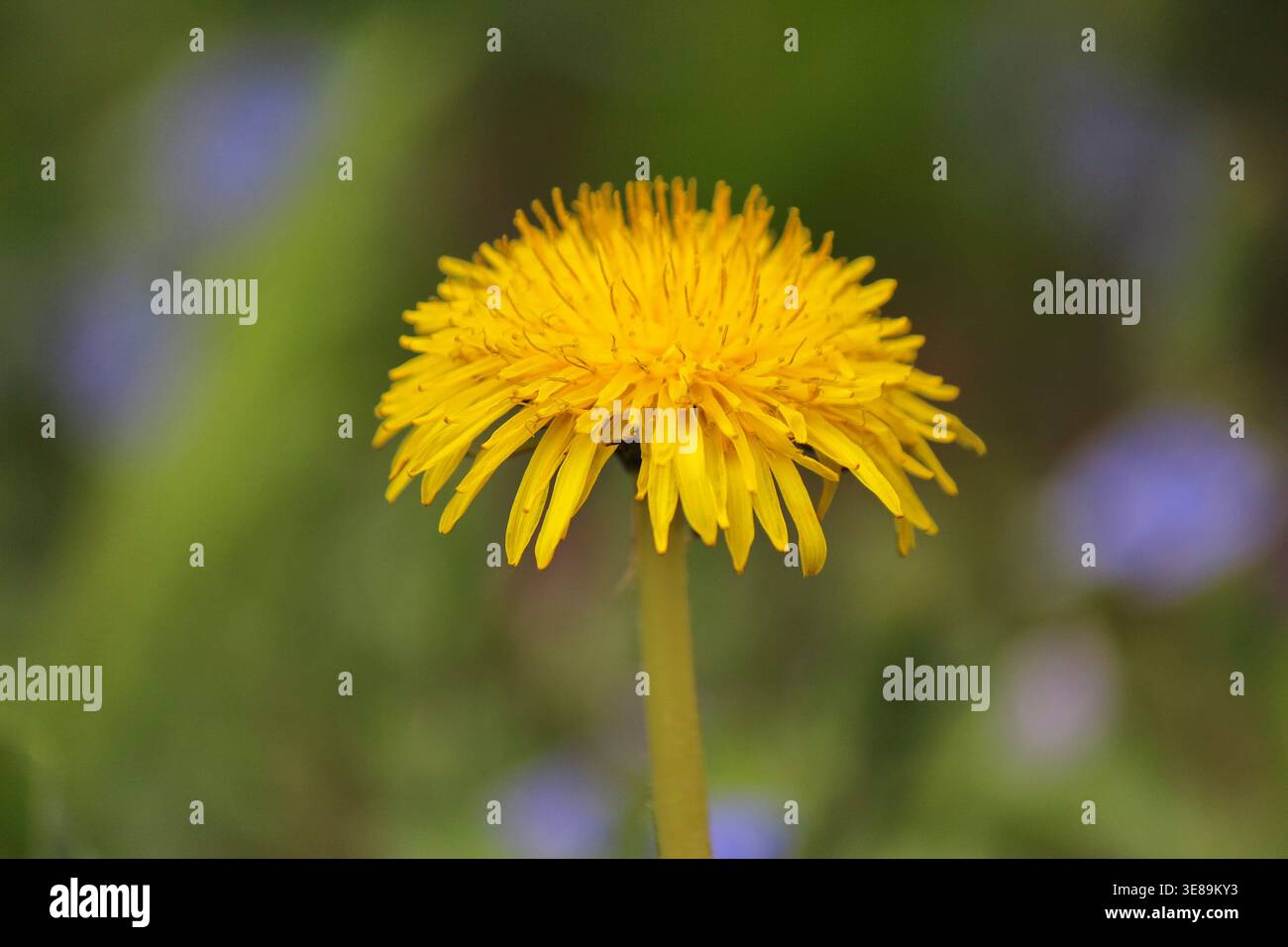 Löwenzahnblume auf grünem Hintergrund Stockfoto