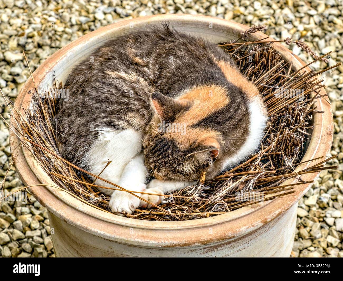 Tabby und weiße Hauskatze bequem und schläfrig in Gartenurne gefüllt mit trockenen duftenden Lavendelzweigen - Zentralfrankreich. Stockfoto