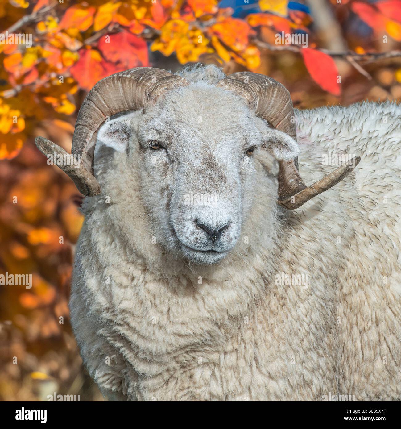Dartmoor-Langwollschafe in Herbstblättern Stockfoto