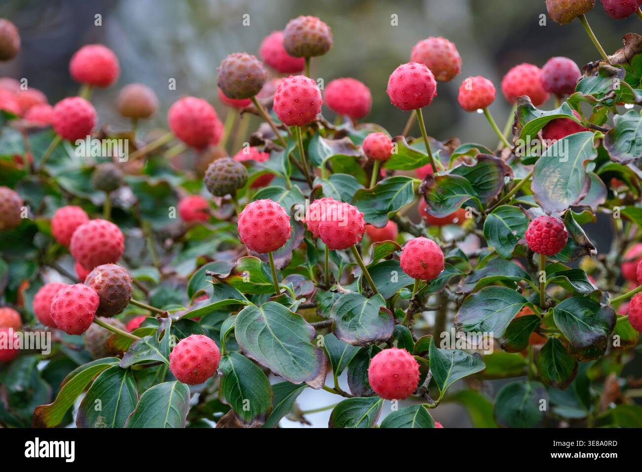 Cornus kousa Eurostar, kousa Eurostar, rote erdbeerähnliche Früchte im Herbst Stockfoto