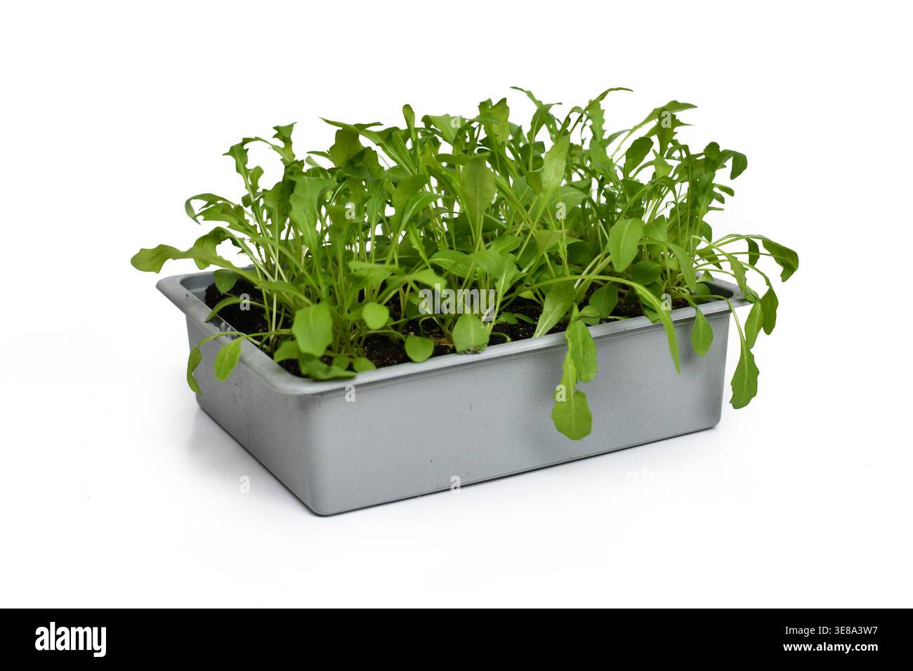 Tablett mit kleinen Rucola-Setzlingen auf weißem Backboden Stockfoto