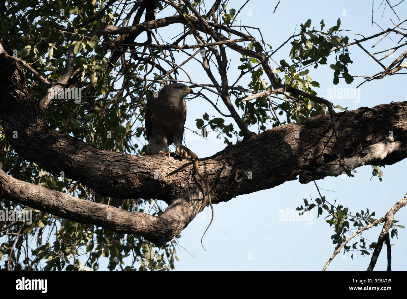 Der westliche Banded Snake Eagle (Circaetus cinerascens) thront auf einem Ast mit Schlangenbeute, Okavango River, Namibia Stockfoto