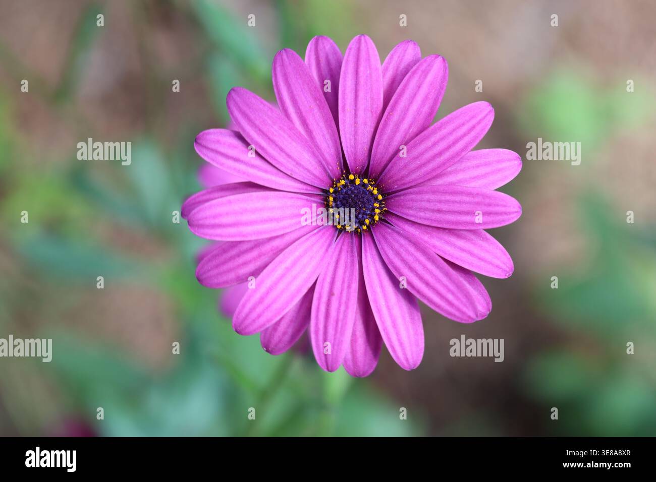 Nahaufnahme der Draufsicht auf die Blume von Dimorphotheca ecklonis (Cape marguerite) Stockfoto