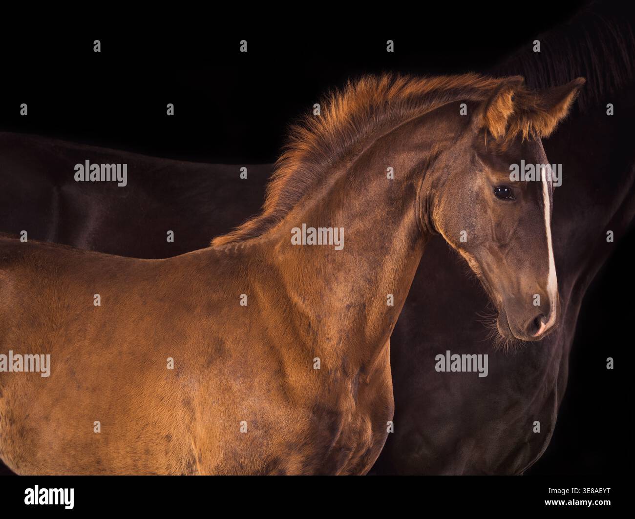Stute und Fohlen stehen zusammen isoliert auf dunklem Hintergrund mit starker Bindung Stockfoto