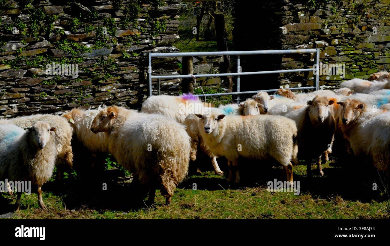 Walisische Schafe in einem Halterungslager in einem walisischen Tal. Stockfoto