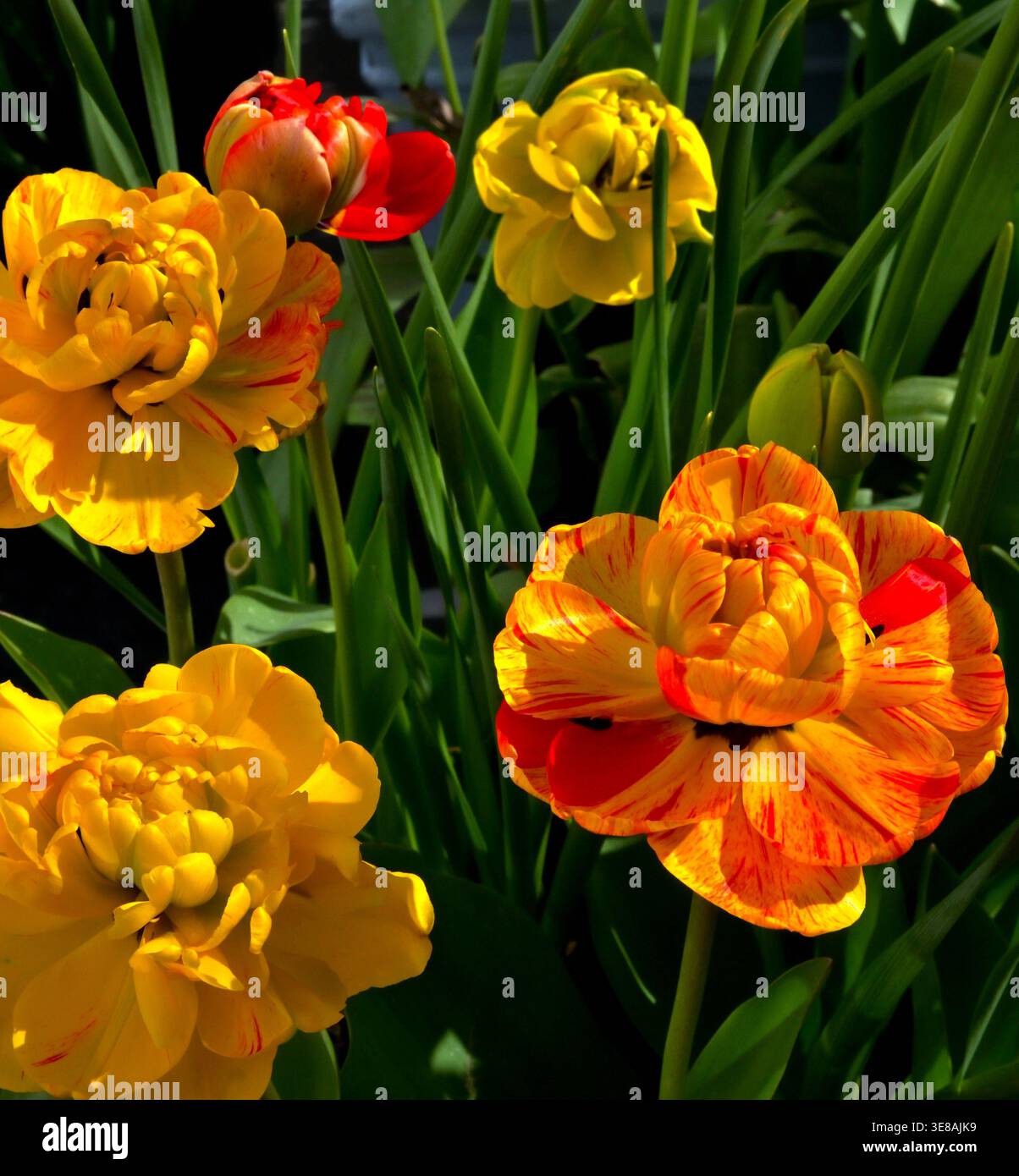 Eine farbenfrohe Auswahl an halbdoppelten Tulpen in Gelb-, Orange- und Rottönen Stockfoto