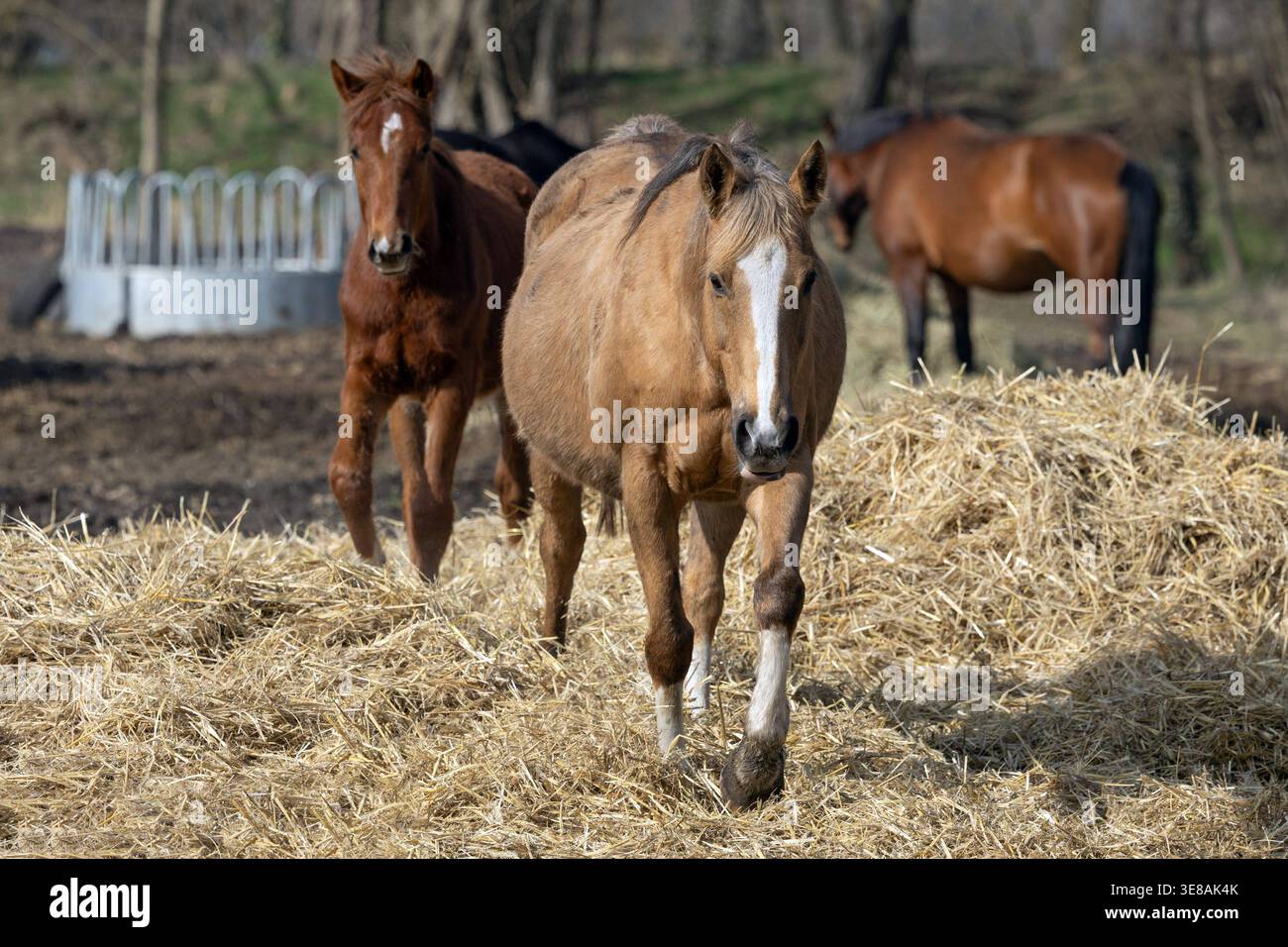 08.03.2026, Wagenitz, Brandenburg, DE - Stute und Fohlen auf einem Paddock mit frischem Stroh. Pferde, Stute, Fohlen, Paddock, Sandkoppel, Koppel, Stroh, Offenstallhaltung, ohne Halfter, Halfterlos, Frontal, Frontalaufnahme, Gangart, Schritt, Jahreszeit, Winter, Haltung, Pferdehaltung, Warmblut, Warmblueter 260308D236WAGENITZ.JPG *** 08 03 2026, Wagenitz, Brandenburg, GER Stute und Fohlen auf einem Paddock mit frischen Strohpferden, Stute, Fohlen, Paddock, Sandkoppel, Paddock, Stroh, offene stabile Haltung, ohne Halter, halterlos, frontal, frontal Schuss, Gang, Gehen, Saison, Winter, Haltung, Pferdekeepi Stockfoto