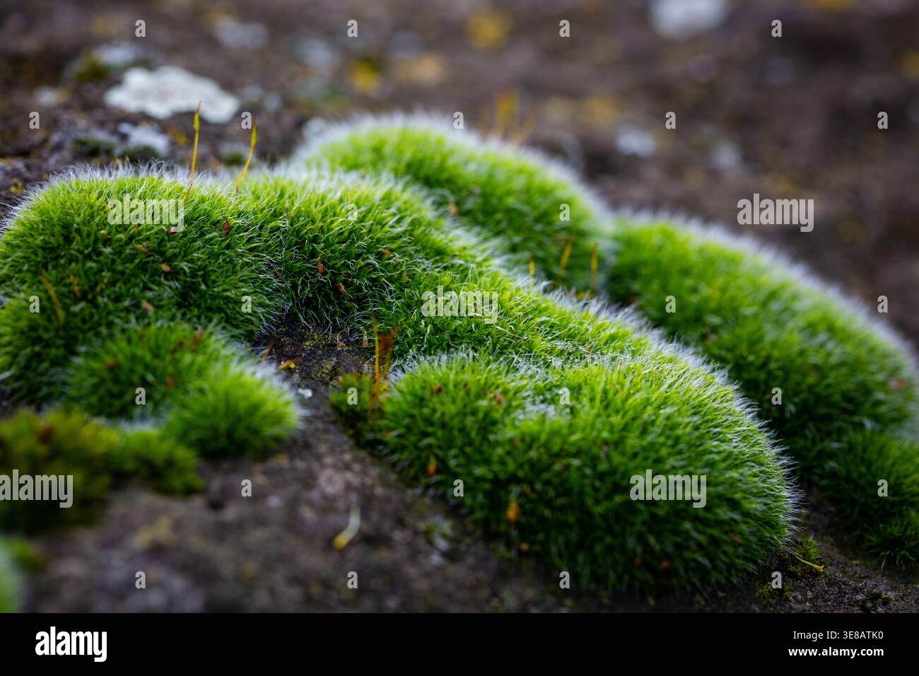Nahaufnahme von üppigem grünem Moos auf einer felsigen Oberfläche, das komplexe Texturen und natürliche Details in einer Umgebung im Freien hervorhebt Stockfoto