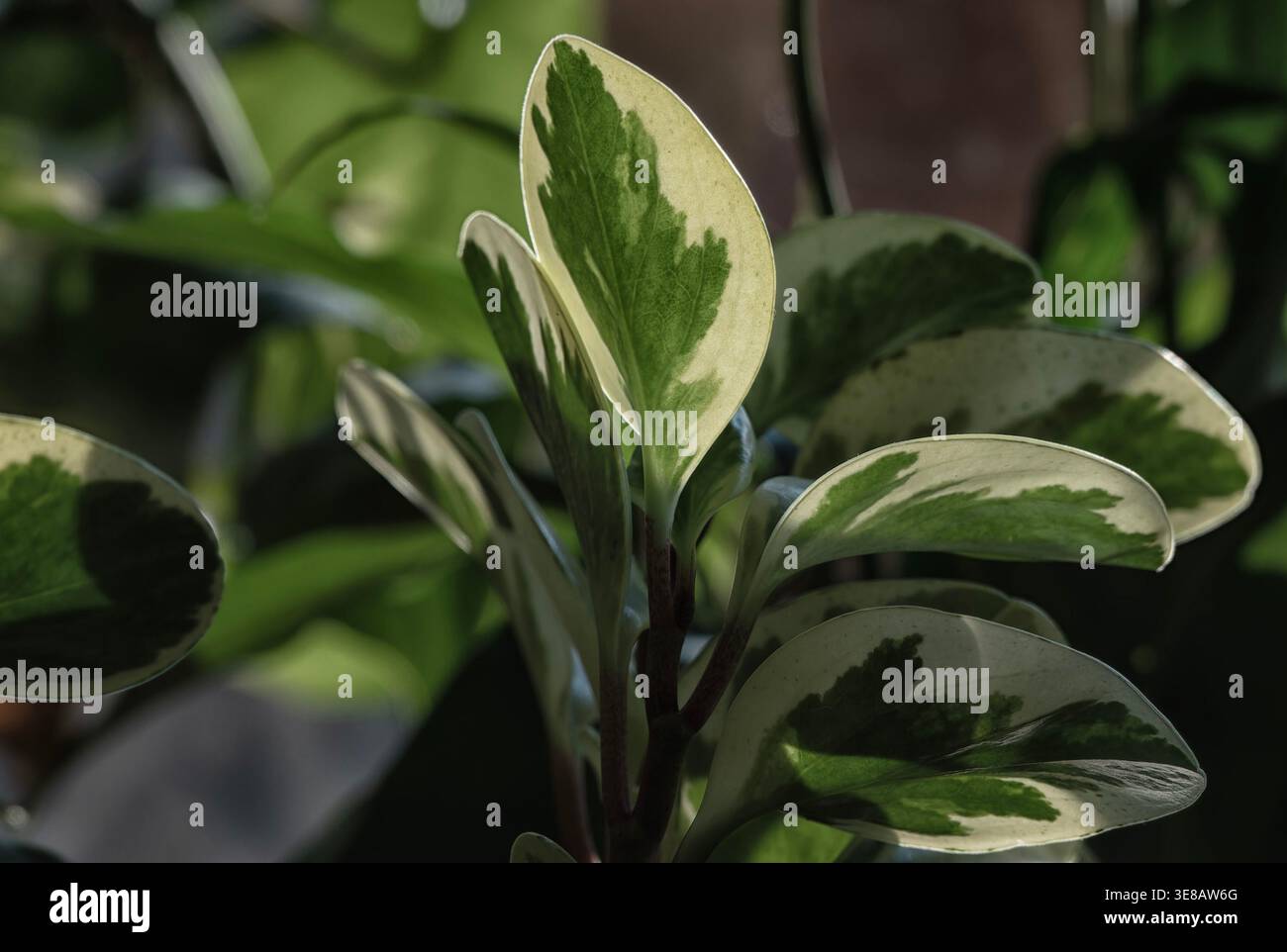 Zimmerpflanzen im Morgenlicht zu sehen. Stockfoto