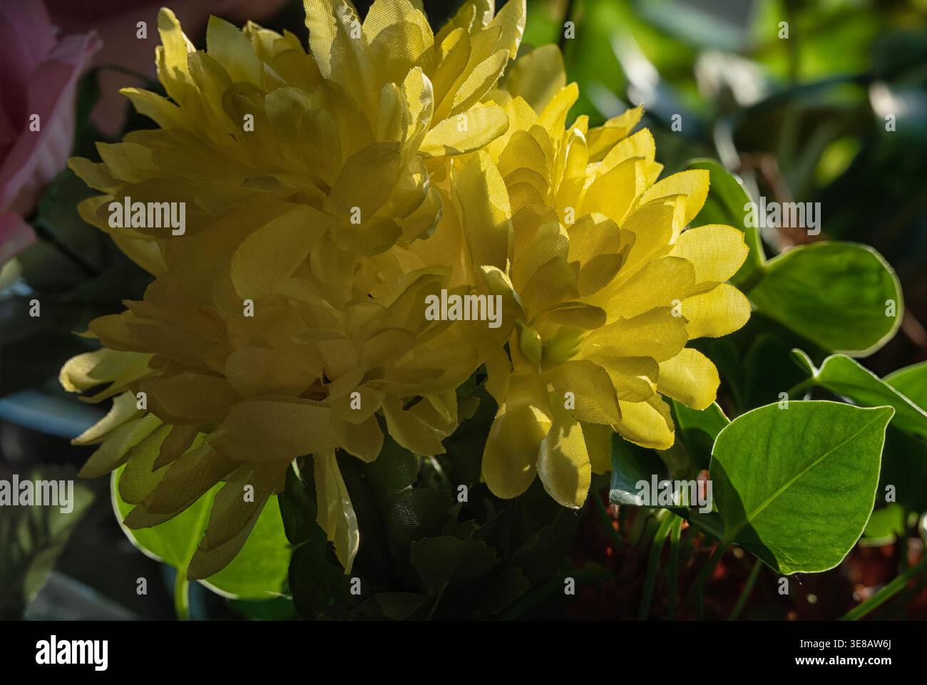 Zimmerpflanzen im Morgenlicht zu sehen. Stockfoto