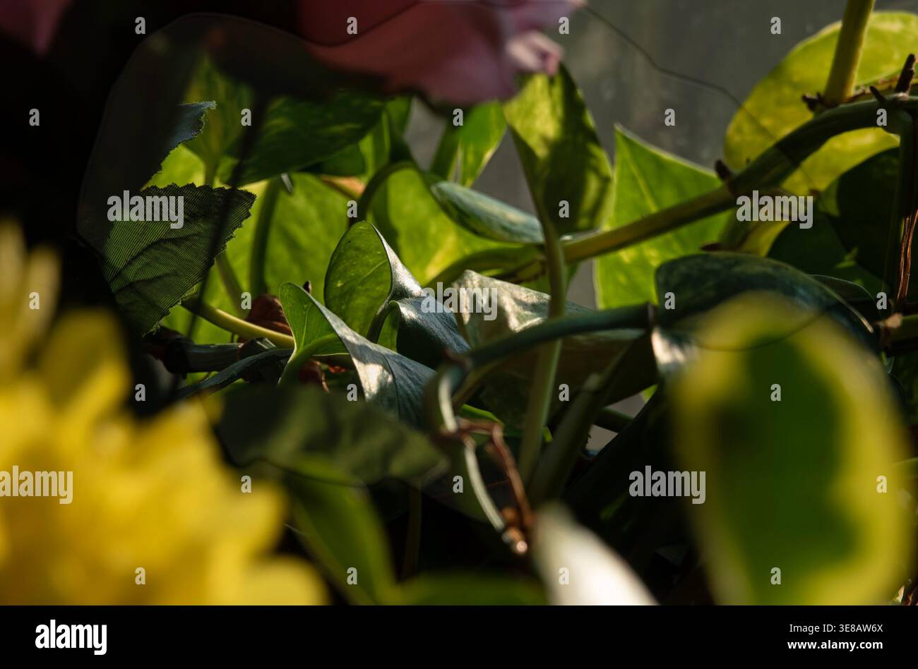 Zimmerpflanzen im Morgenlicht zu sehen. Stockfoto