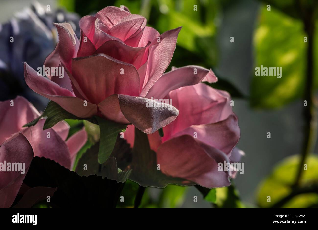 Zimmerpflanzen im Morgenlicht zu sehen. Stockfoto