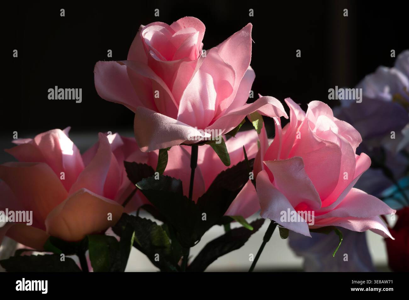Zimmerpflanzen im Morgenlicht zu sehen. Stockfoto