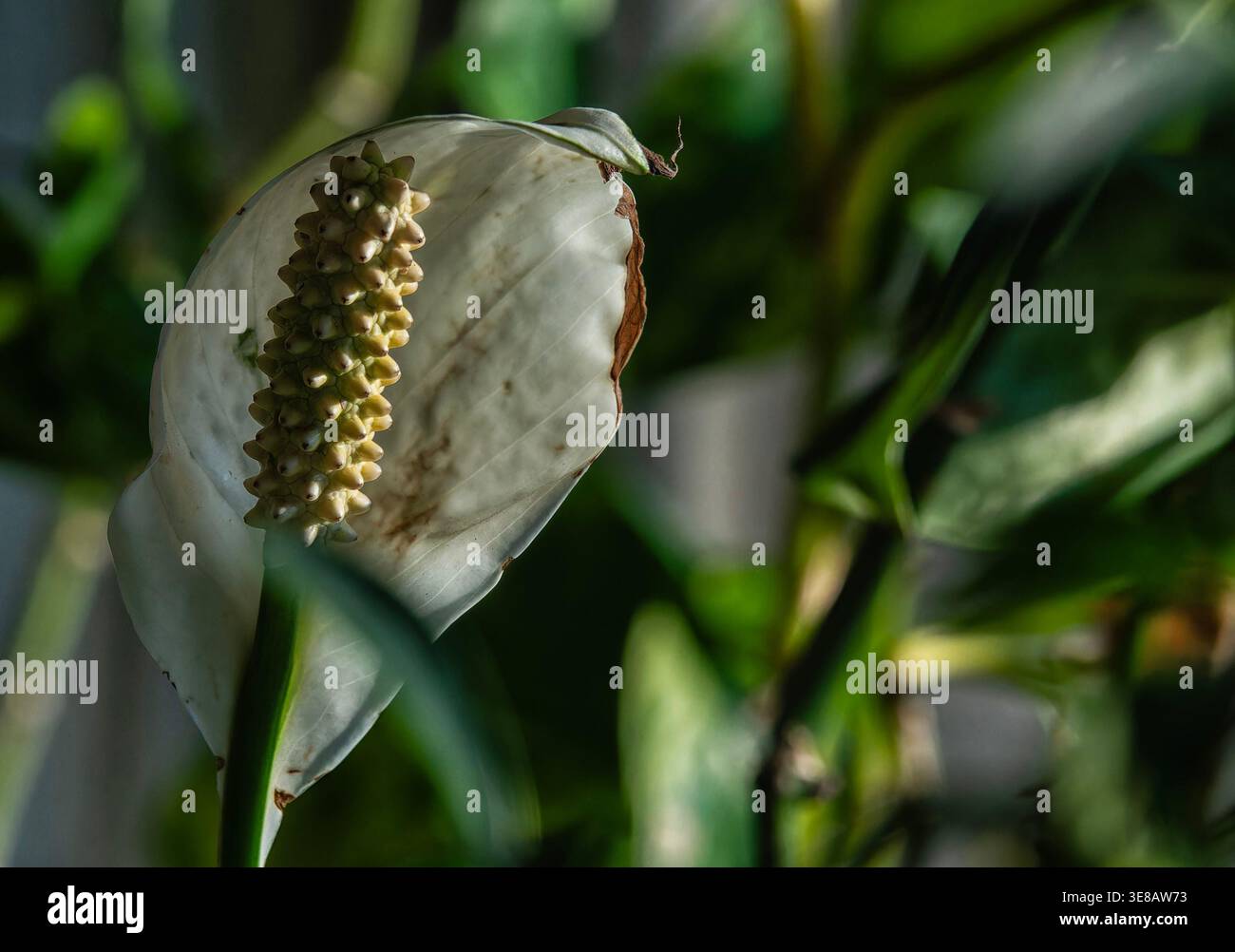 Zimmerpflanzen im Morgenlicht zu sehen. Stockfoto