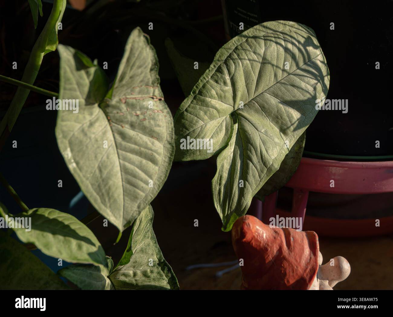 Zimmerpflanzen im Morgenlicht zu sehen. Stockfoto