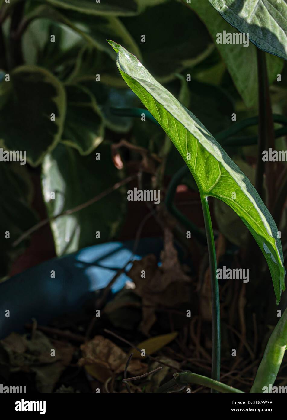 Zimmerpflanzen im Morgenlicht zu sehen. Stockfoto