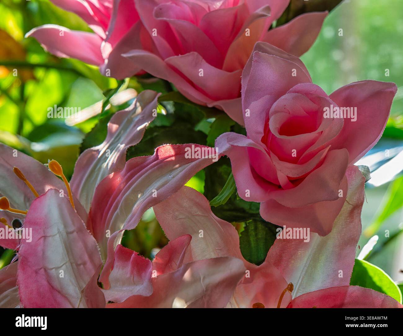 Zimmerpflanzen im Morgenlicht zu sehen. Stockfoto