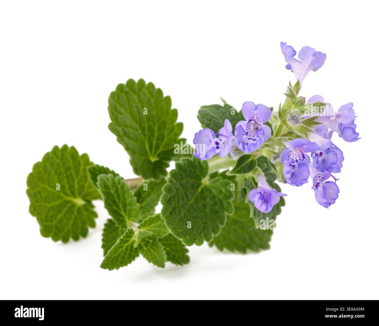 Ein zarter Zweig von Nepeta (Katzenminze) Blüten isoliert auf weißem Hintergrund, Stockfoto