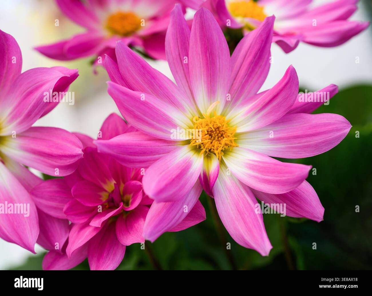 Blühende Dahlia pinnata Blume in einem Garten, Hintergrund. Das Bild hebt die zarten Blütenblätter und die lebendigen Farben der Zierpflanze hervor, die aufgenommen wurde Stockfoto