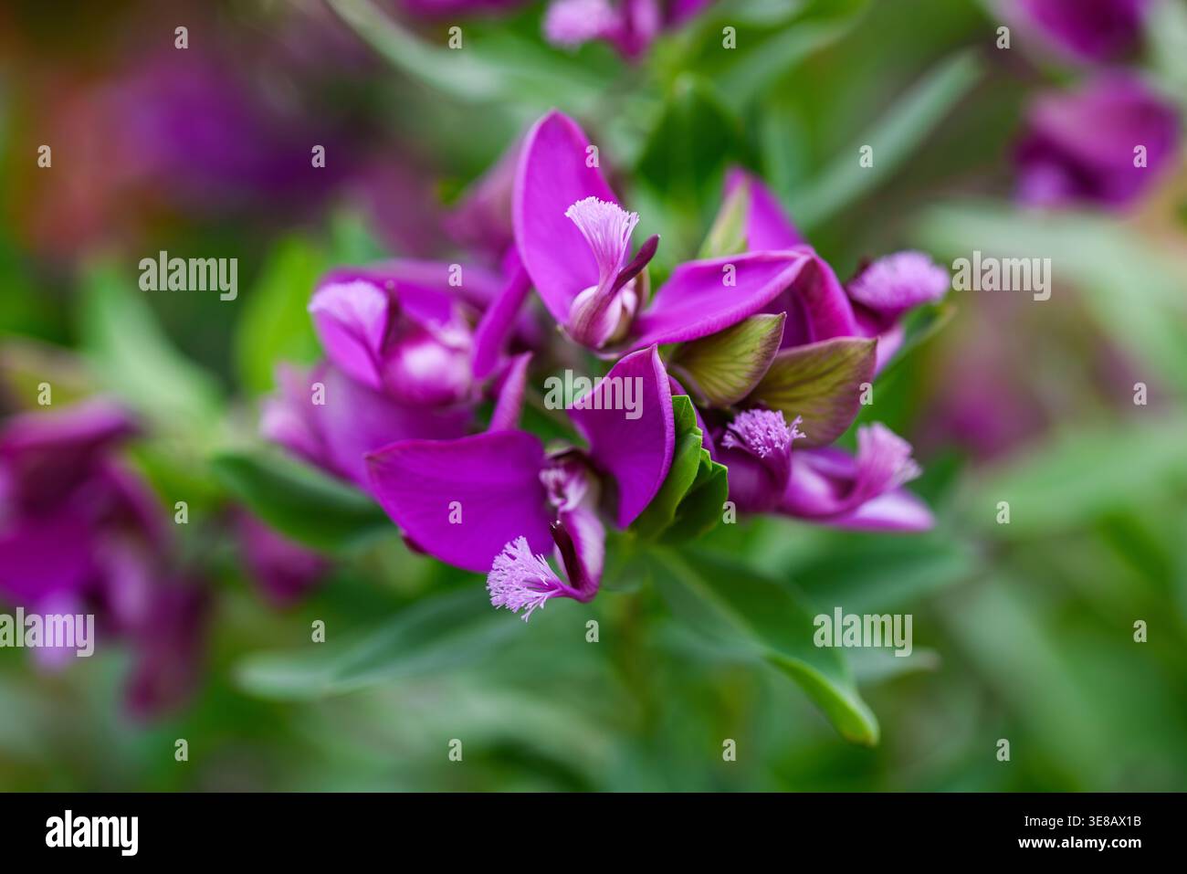 Blühende Polygala myrtifolia Blume in einem Garten, mit selektivem Fokus vor einem weichen grünen, verschwommenen Hintergrund erfasst. Zierblühender Sträucher in Stockfoto