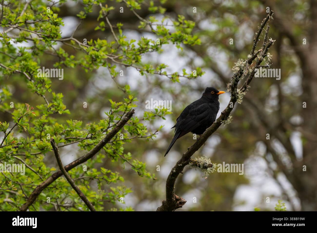 Blackbird sitzt im Wald von Sussex Stockfoto