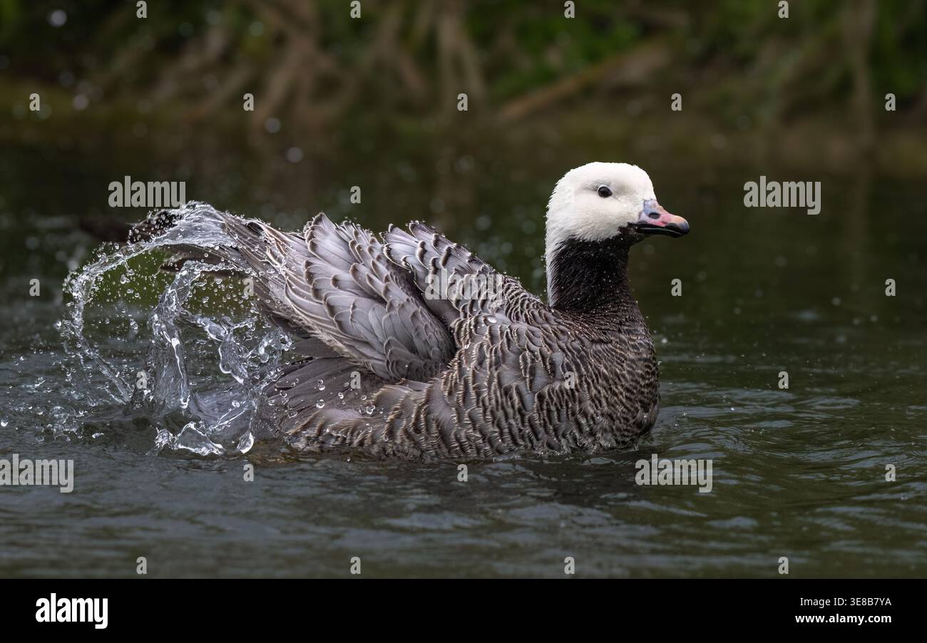 Kaiser-Gans Stockfoto