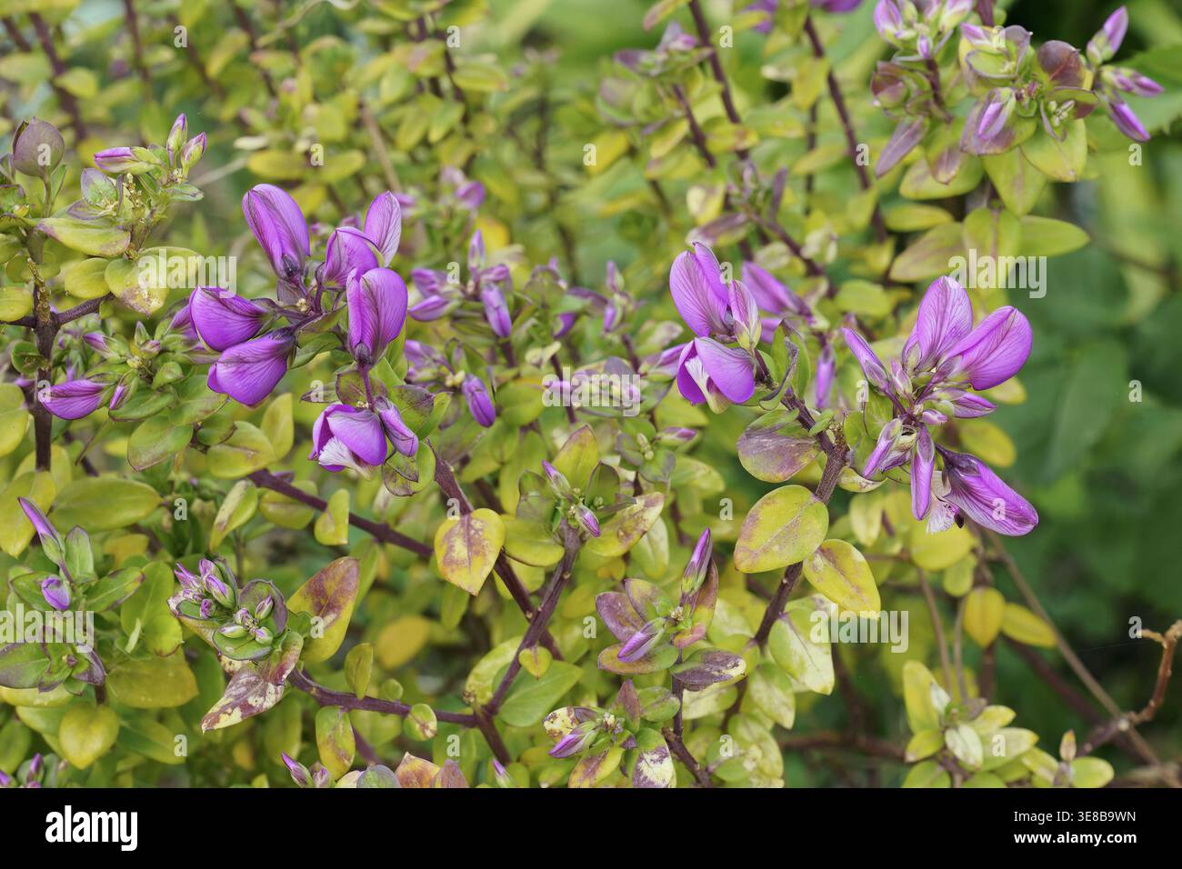 Sträucher von myrtenförmigen Leves oder myrtenblatt-Milchkraut , Polygala myrtifolia, Polygalaceae, Detail von Blumen und Blättern Stockfoto
