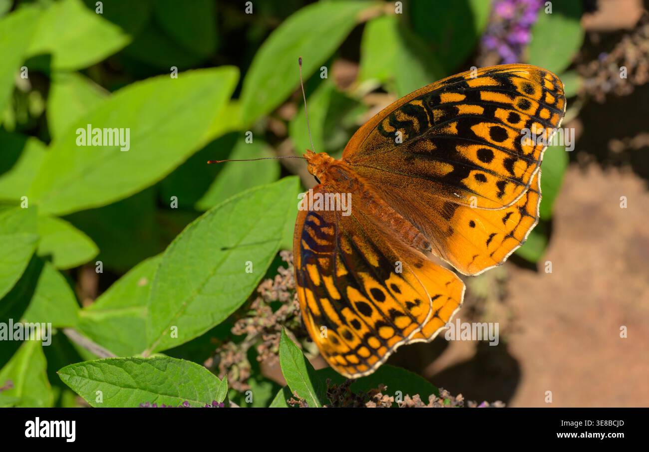 Dorsale Ansicht eines Great Splangled Fritillary mit seinem schwarzen und orangen Muster Stockfoto