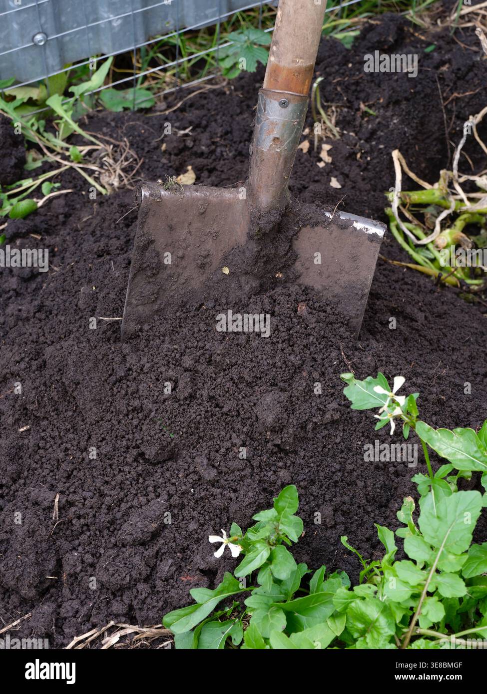 Eine Schaufel, die in einem Haufen dunkler fruchtbarer Erde in einem Garten steckt. Stockfoto