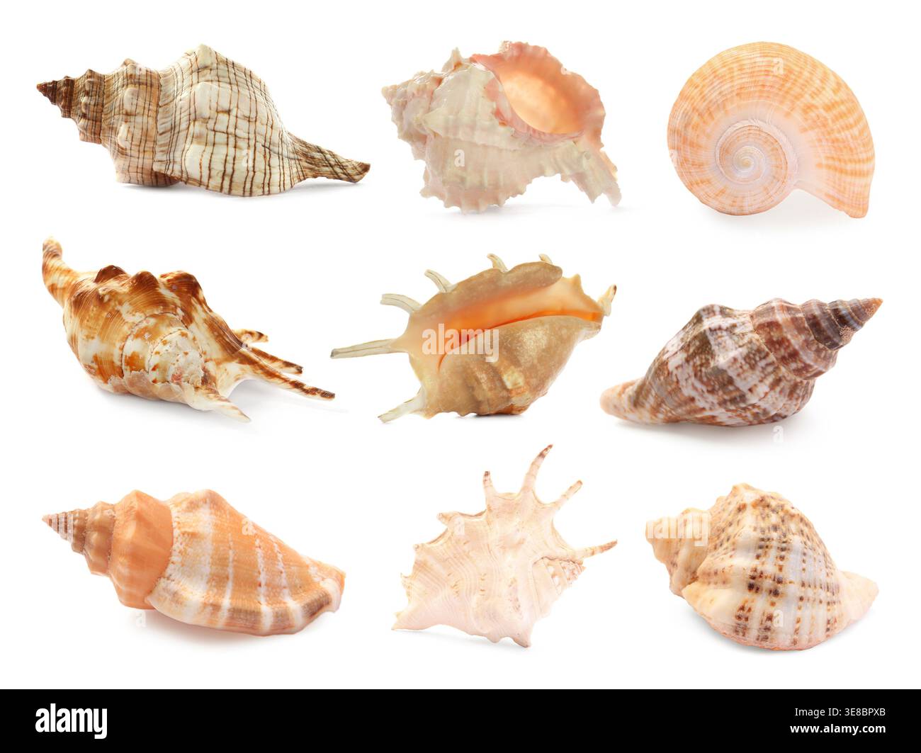 Sammlung wunderschöner Muscheln isoliert auf weiß Stockfoto