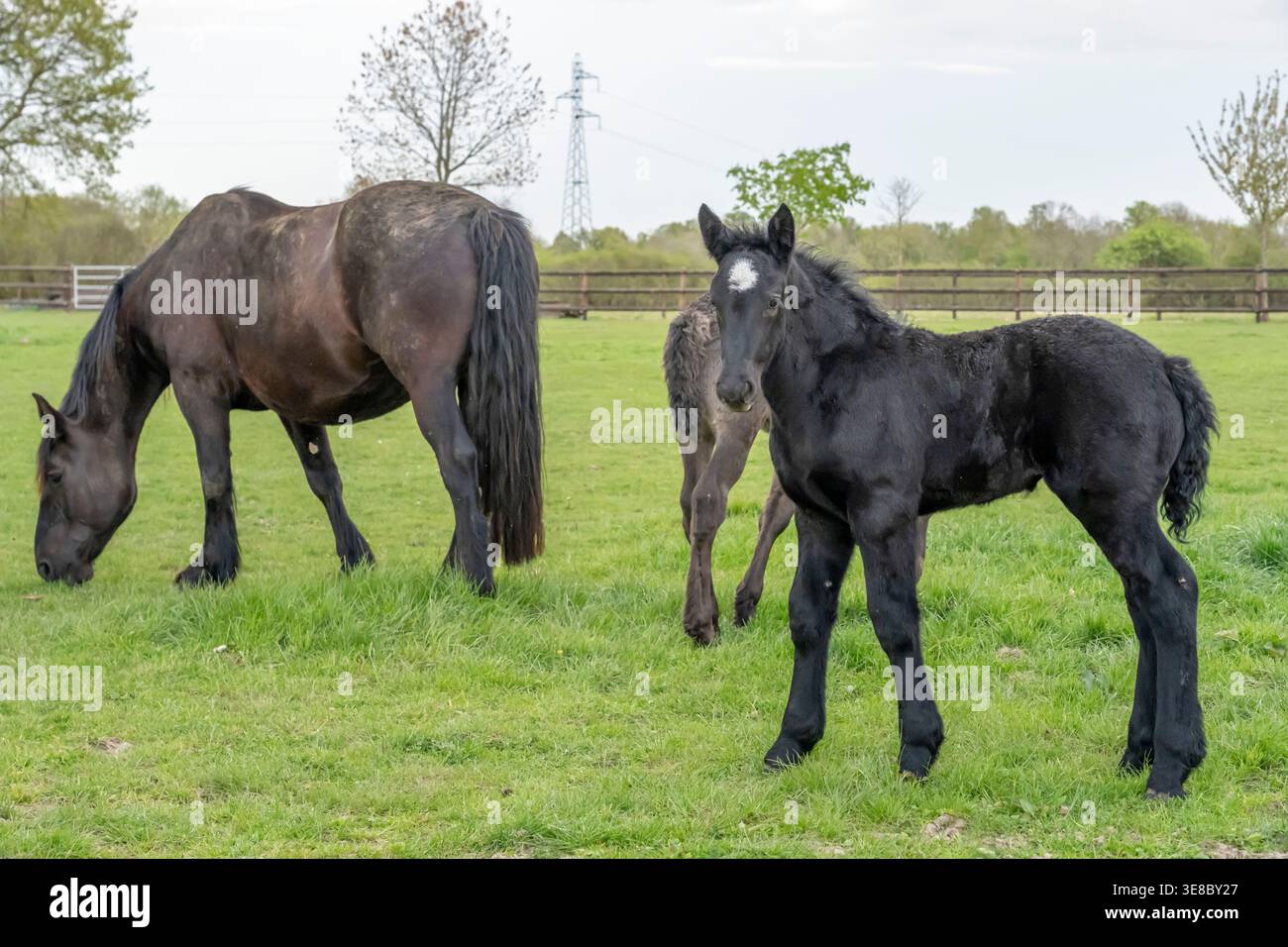 Ein gebrechliches schwarzes Fohlen mit seiner Stute Mutter und einem weiteren Fohlen, das auf einem grasbewachsenen Feld in einem wolkigen, grauen Himmel steht Stockfoto