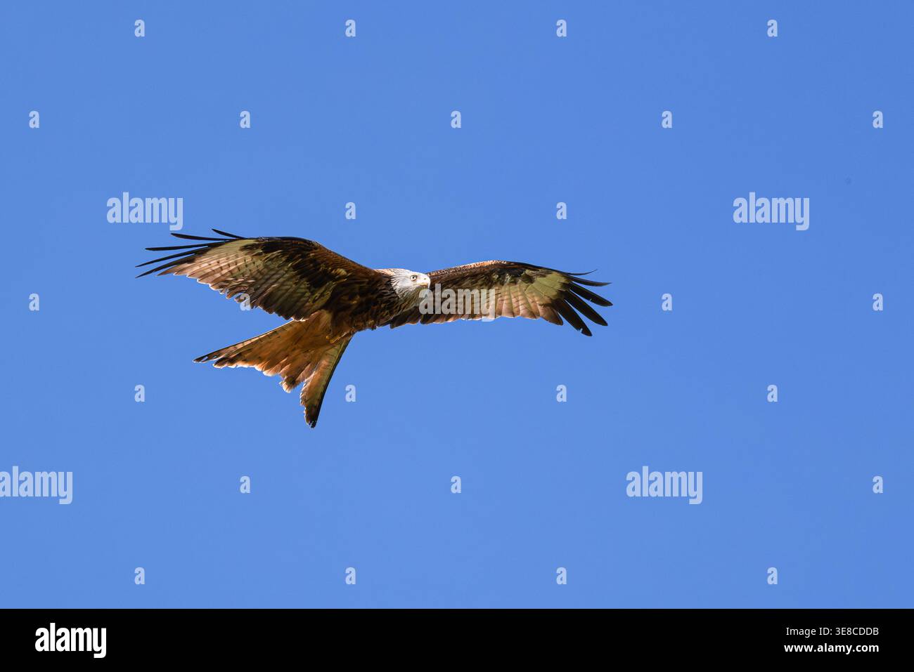 Der Rote Drache ist ein markanter Raubvogel, der für seinen unverwechselbaren Gabelschwanz und sein rötlich-braunes Gefieder bekannt ist. Mit seiner eleganten Flügelspannweite gleitet er mühelos Stockfoto