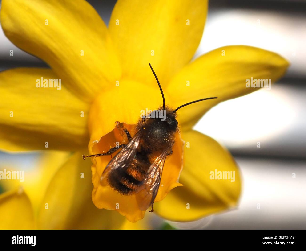 Isoliertes Makro einer männlichen europäischen Obstbaumbiene (Osmomia cornuta), die Pollen eines Rush Narzodil jonquil (Narcissus jonquilla L.) sammelt. Bonn, Deutschland Stockfoto