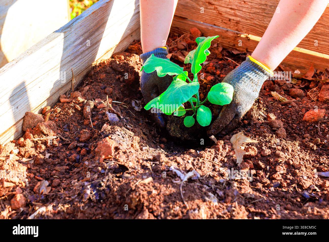Ein Gärtner mit Handschuhen pflanzt kleine Auberginen-Setzlinge mittags im Gartenbeet inmitten von frischer Erde in einen fruchtbaren Boden. Stockfoto