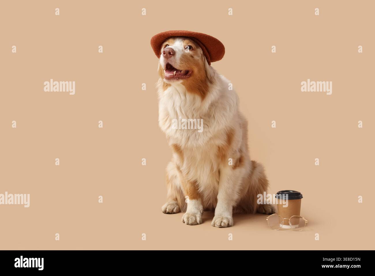 Niedlicher australischer Schäferhund in Baskenmütze mit einer Tasse Kaffee vor beigem Hintergrund Stockfoto