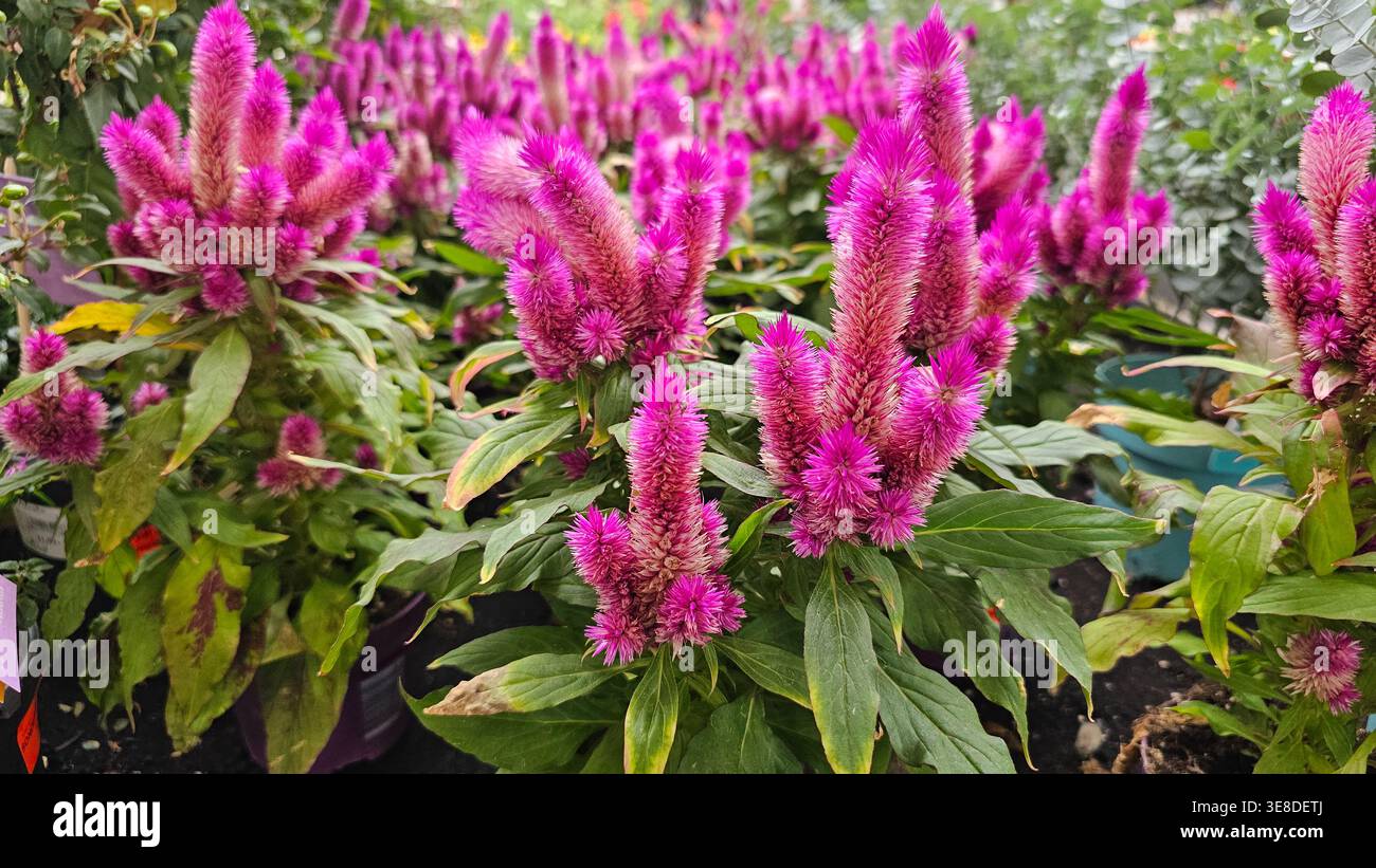 Leuchtend rosafarbene Celosia spicata-Pflanzen, die im Freien wachsen Stockfoto