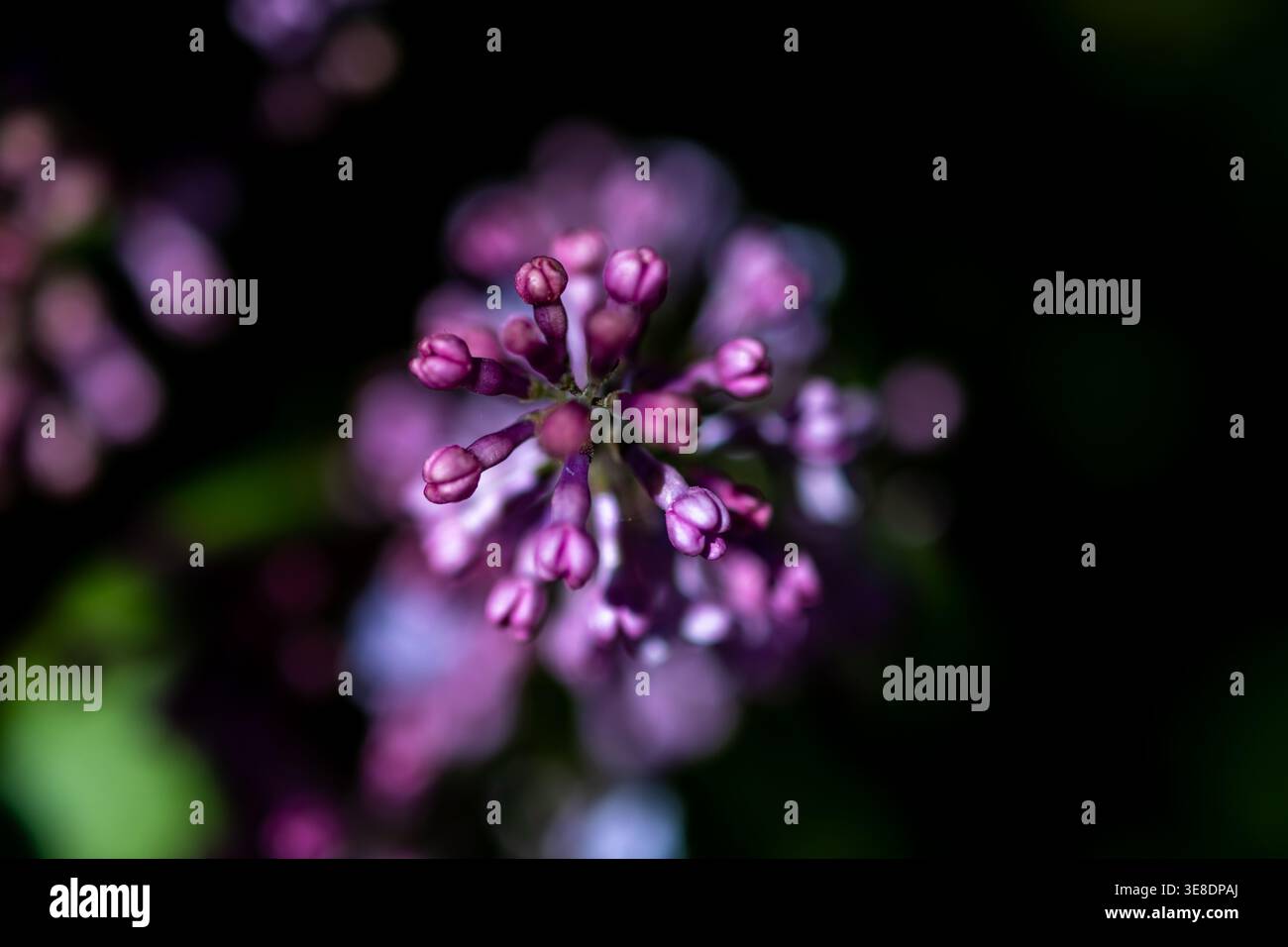 Lilafarbener Blütenzweig mit vereisten Kanten hebt sich vor einem gedämpften Hintergrund hervor malerisches Bokeh und silbriges lässt eine traumhafte Szene entstehen Stockfoto