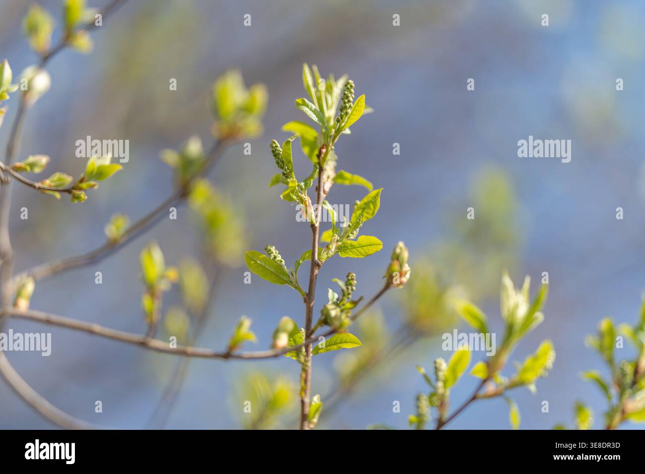 Junge Triebe, die sich in den Himmel erstrecken, mit geclusterten Knospen und schlanken Zweigen, geringe Schärfentiefe erzeugt einen weichen Eindruck von Baumkronen, Szene lässt auf saisonale Ereignisse schließen Stockfoto
