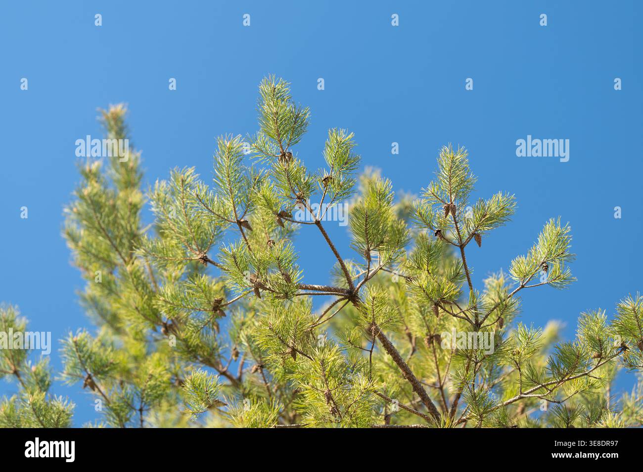 Pinienkonus-Cluster und Nadeln gegen klares Blau, enger Rahmen hebt Skalenmuster und robuste Oberflächen hervor und sorgt für Produkttextur und handwerkliche Inspiration Stockfoto